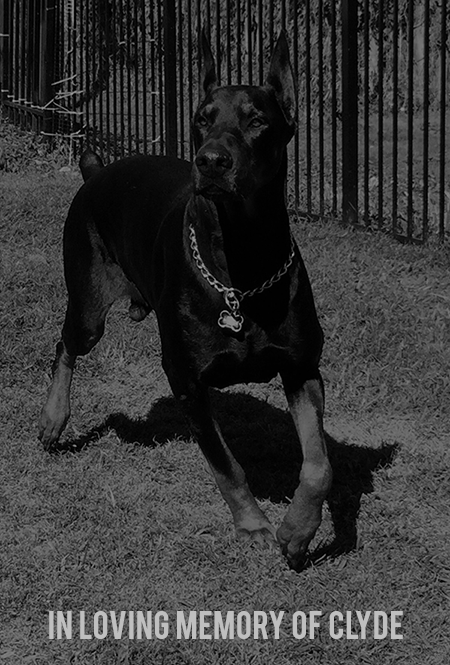 Master K9 Demo Dog Clyde
